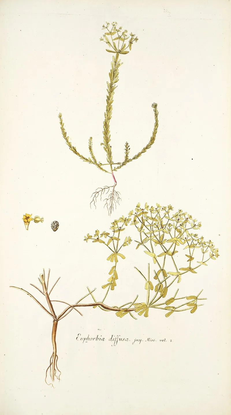 Euphorbia Diffusa Wall Art by Nikolaus Joseph Freiherr von Jacquin - High-Resolution Digital Print