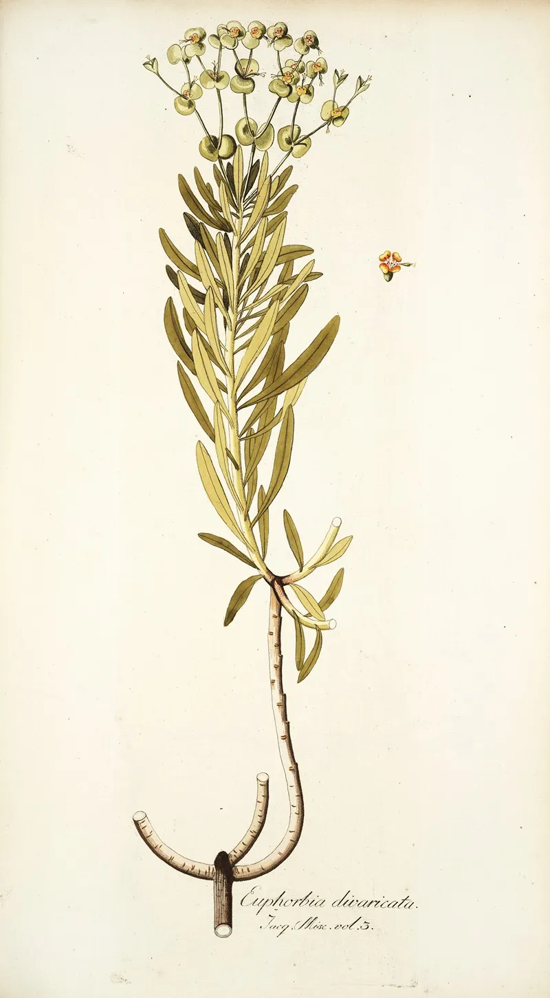 Euphorbia Divaricata Wall Art by Nikolaus Joseph Freiherr von Jacquin - High-Resolution Digital Print