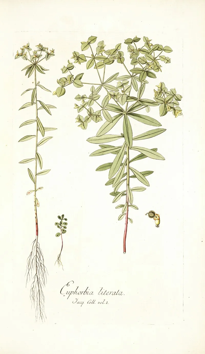 Euphorbia Literata Wall Art by Nikolaus Joseph Freiherr von Jacquin - High-Resolution Digital Print