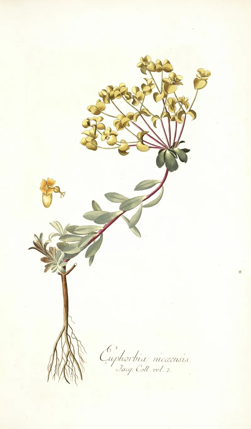 Euphorbia Nicaeensis Wall Art by Nikolaus Joseph Freiherr von Jacquin - High-Resolution Digital Print