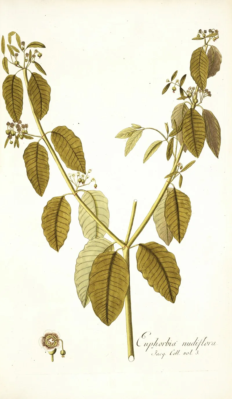 Euphorbia Nudiflora Wall Art by Nikolaus Joseph Freiherr von Jacquin - High-Resolution Digital Print