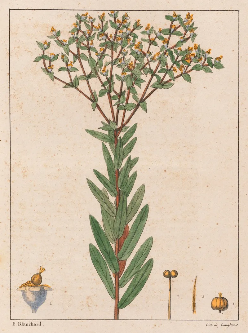 Euphorbia Papillosa Wall Art by Auguste de Saint-Hilaire - High-Resolution Digital Print