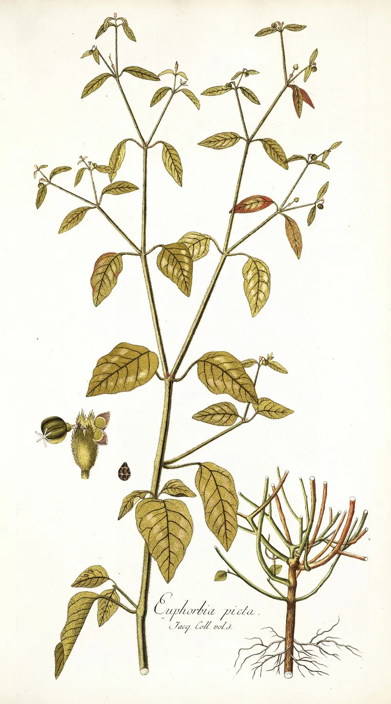 Euphorbia Picta Wall Art by Nikolaus Joseph Freiherr von Jacquin - High-Resolution Digital Print