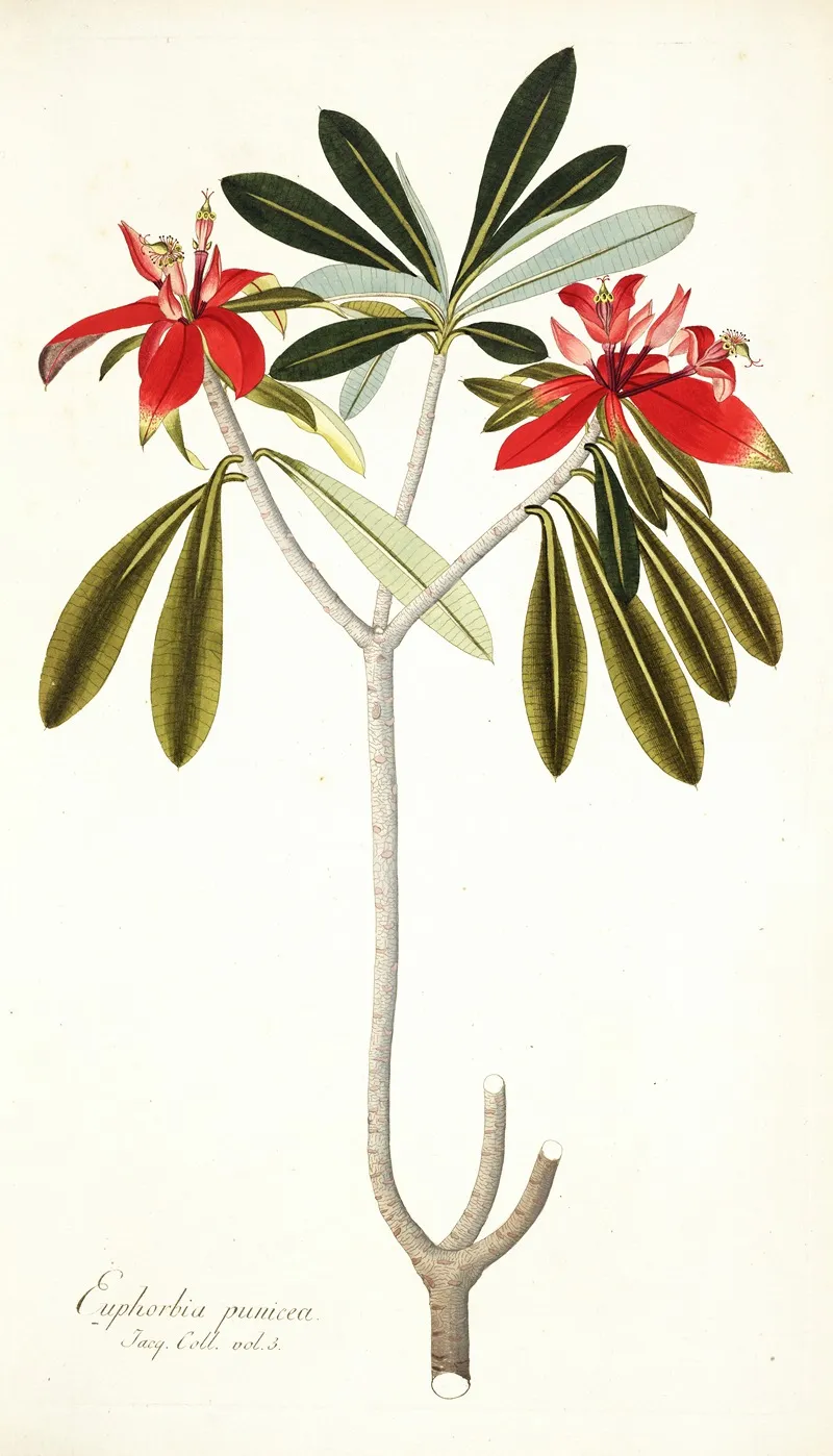 Euphorbia Punicea Wall Art by Nikolaus Joseph Freiherr von Jacquin - High-Resolution Digital Print