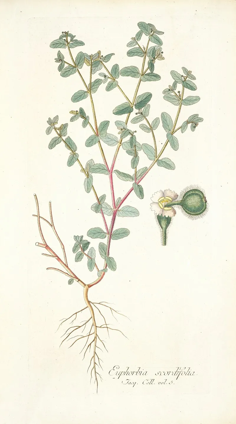 Euphorbia Scordifolia Wall Art by Nikolaus Joseph Freiherr von Jacquin - High-Resolution Digital Print