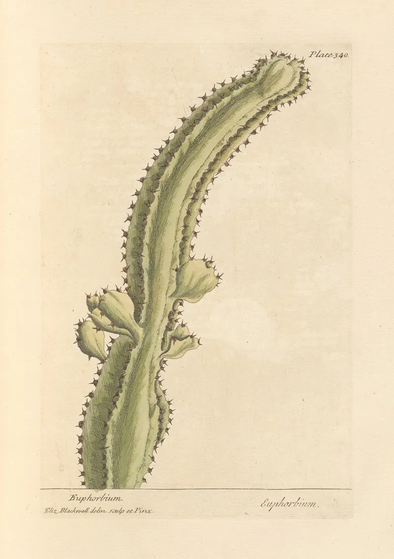 Euphorbium Wall Art by Elizabeth Blackwell - High-Resolution Digital Print
