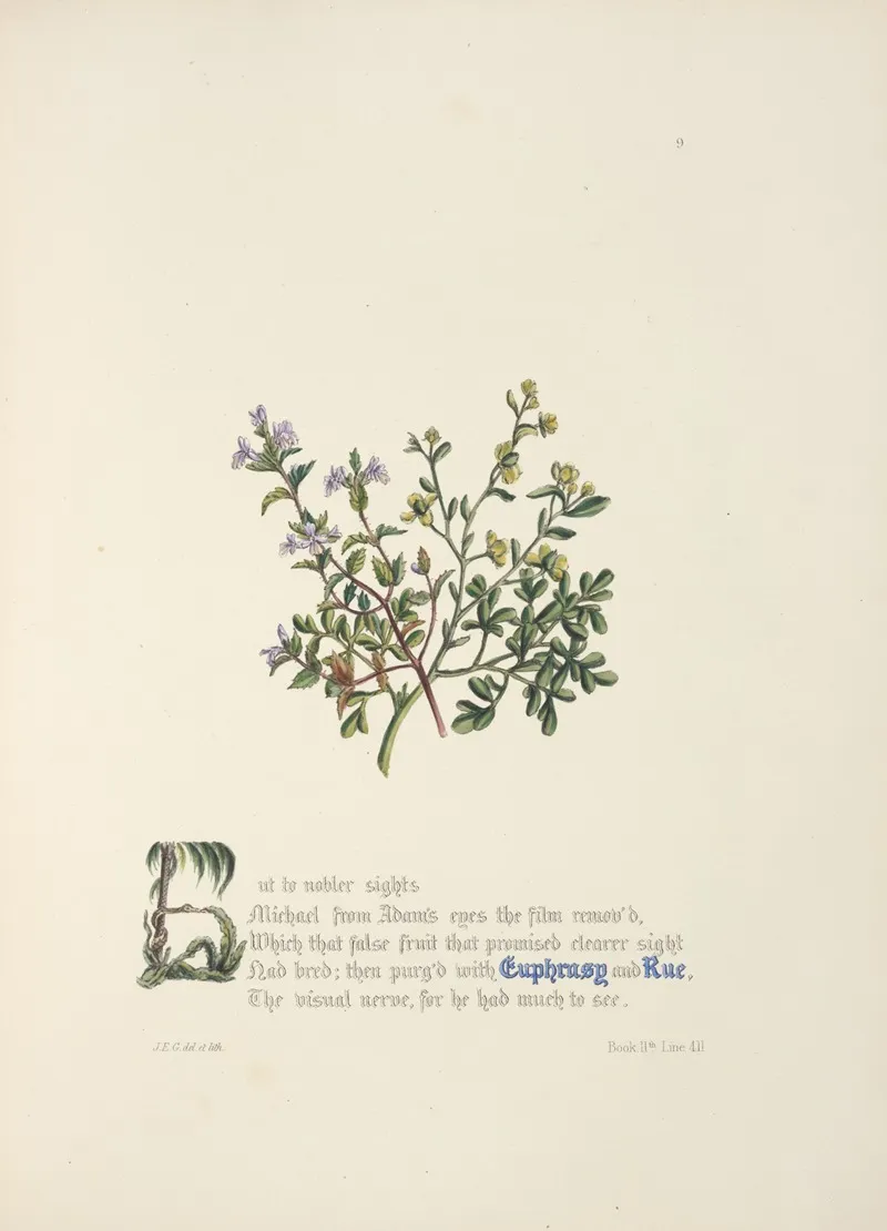Euphrasy And Rue Wall Art by Jane Elizabeth Giraud - High-Resolution Digital Print