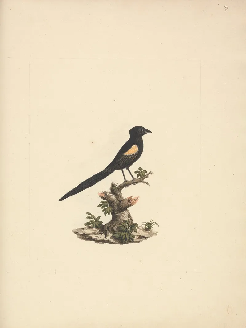 Euplectes Axillaris Fan Tailed Widowbirds