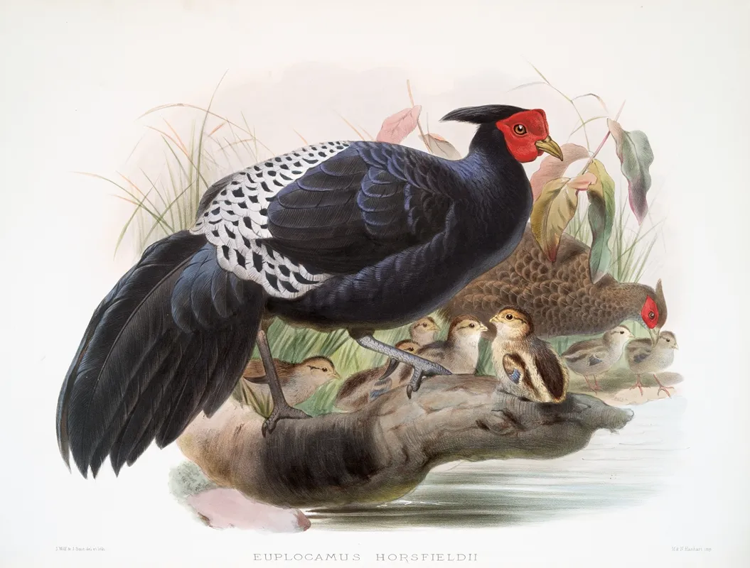 Euplocamus Horsefieldii 2 Wall Art by Joseph Smit - High-Resolution Digital Print