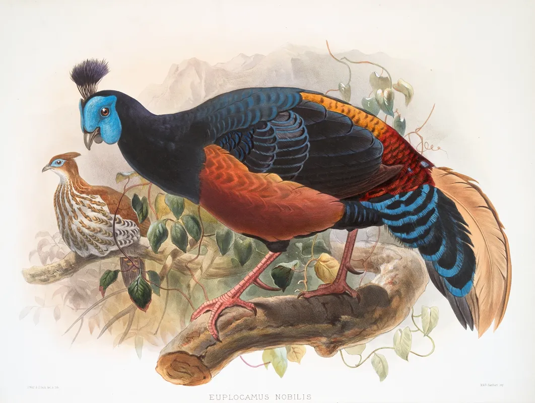 Euplocamus Nobilis 2 Wall Art by Joseph Smit - High-Resolution Digital Print