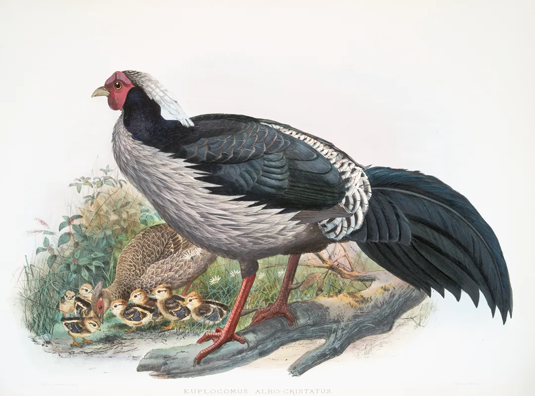 Euplocomus Albo Cristatus 2 Wall Art by Joseph Smit - High-Resolution Digital Print