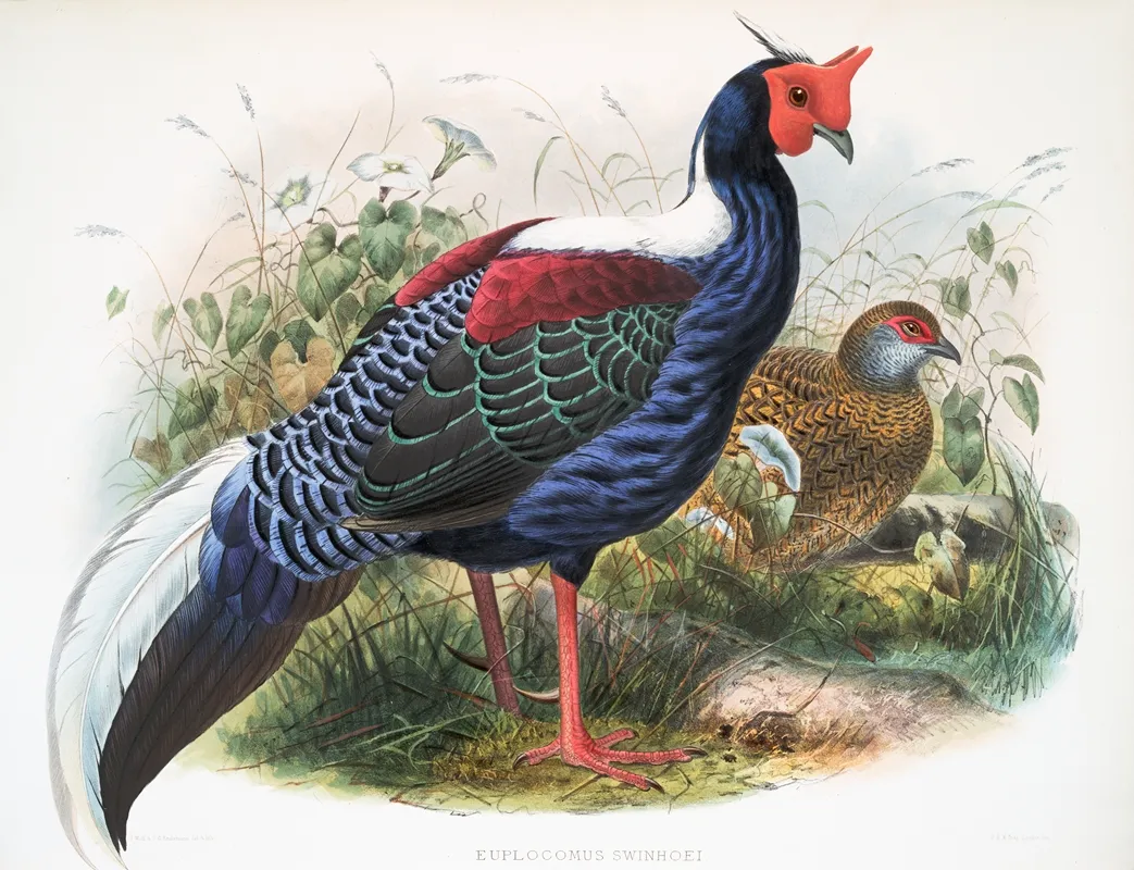 Euplocomus Swinhoei 2 Wall Art by Joseph Smit - High-Resolution Digital Print