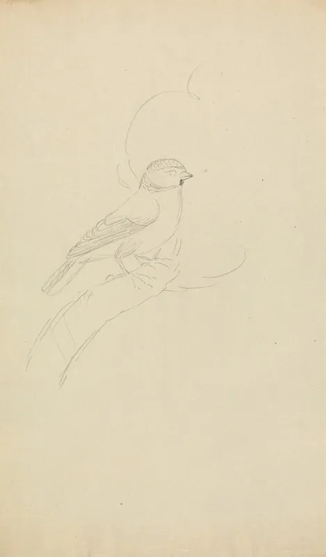 Eurasian Blue Tit