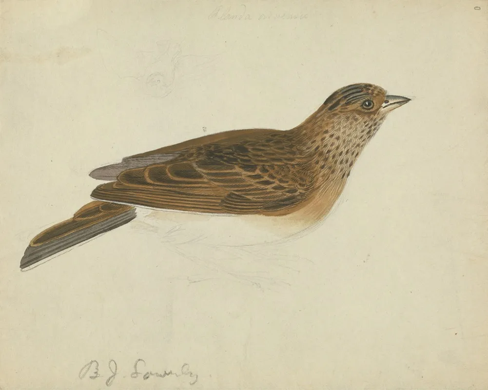 Eurasian Skylark 2