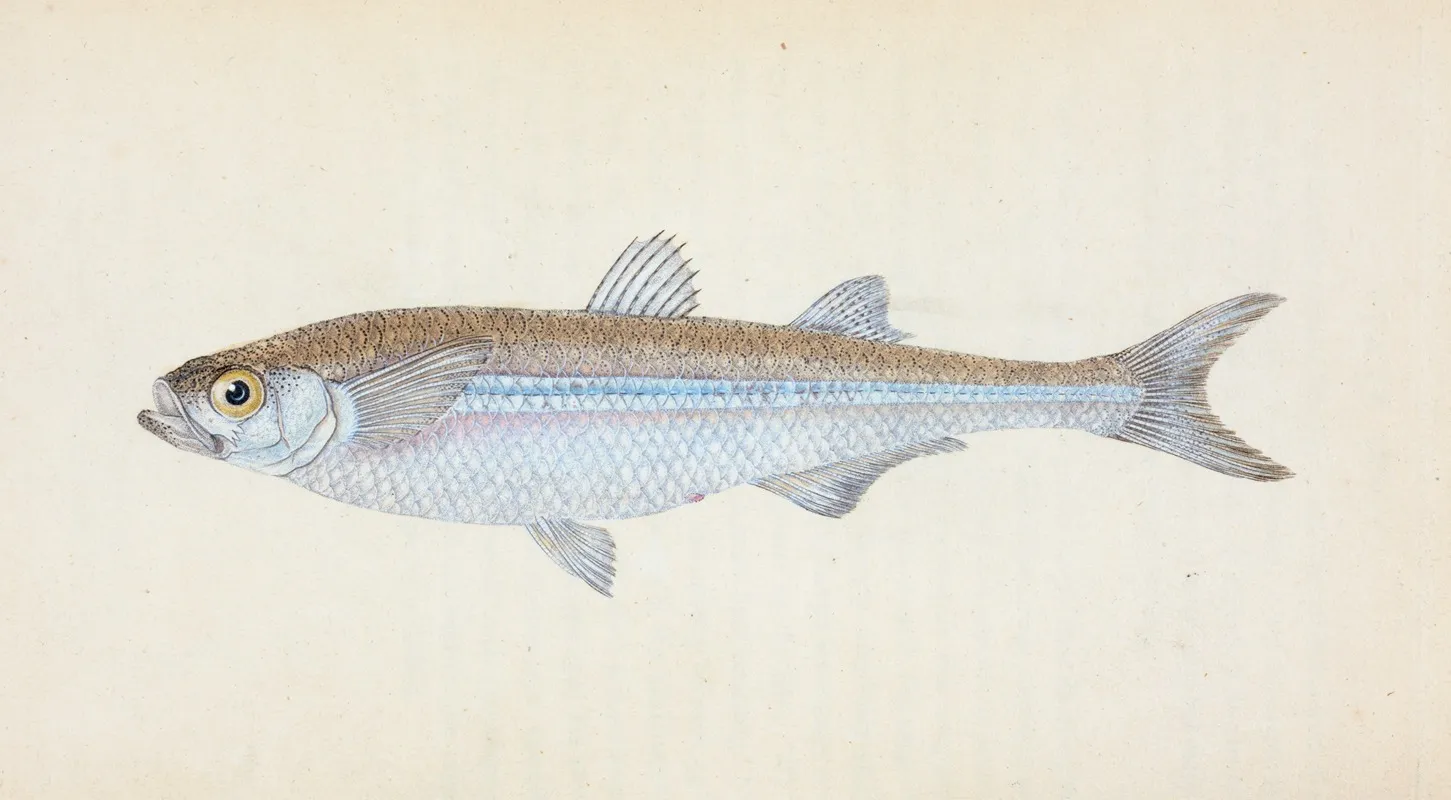 European Atherine Atherina Hepsetus Wall Art by Edward Donovan - High-Resolution Digital Print
