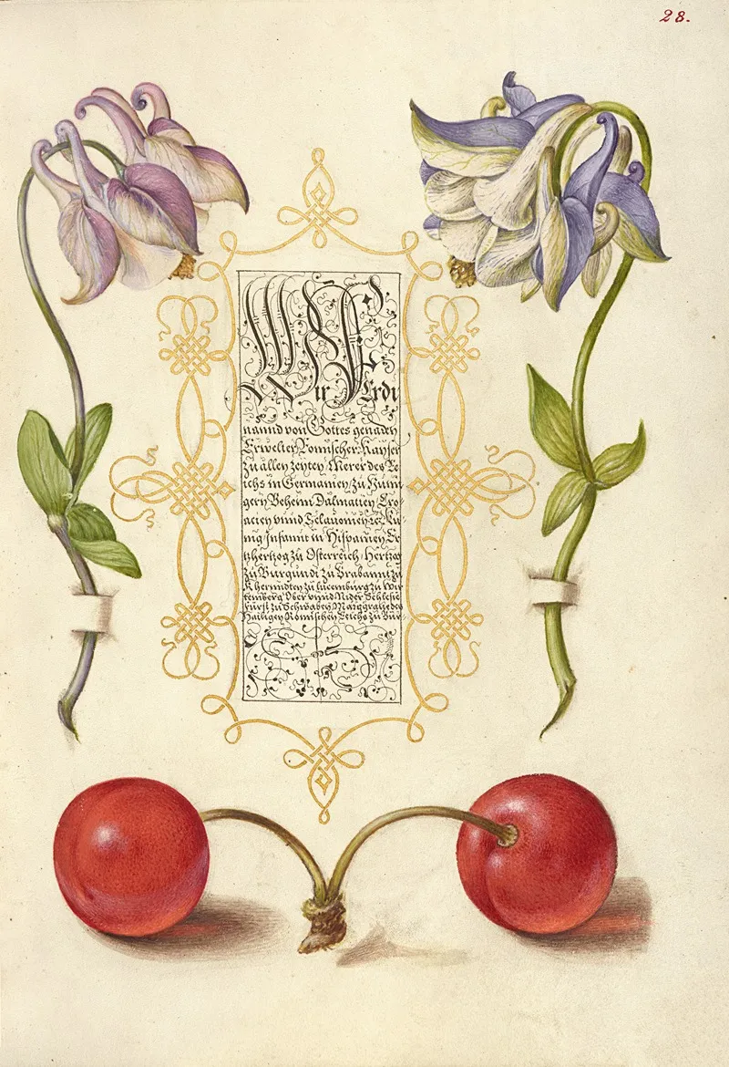 European Columbines And Sweet Cherry