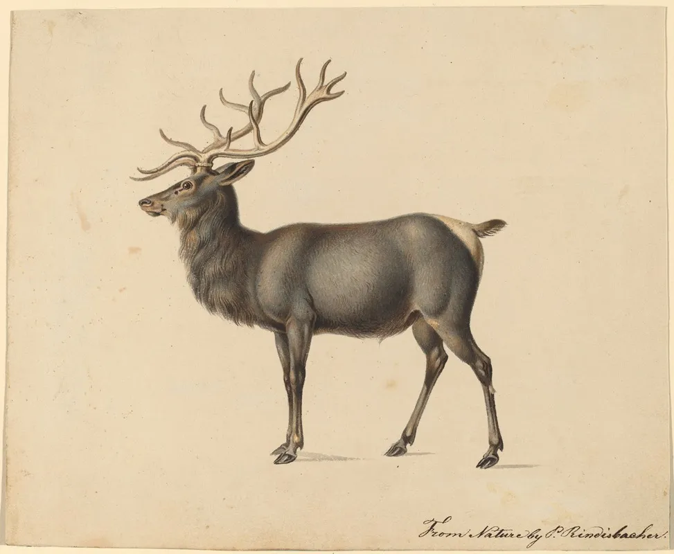 European Elk Wall Art by Peter Rindisbacher - High-Resolution Digital Print