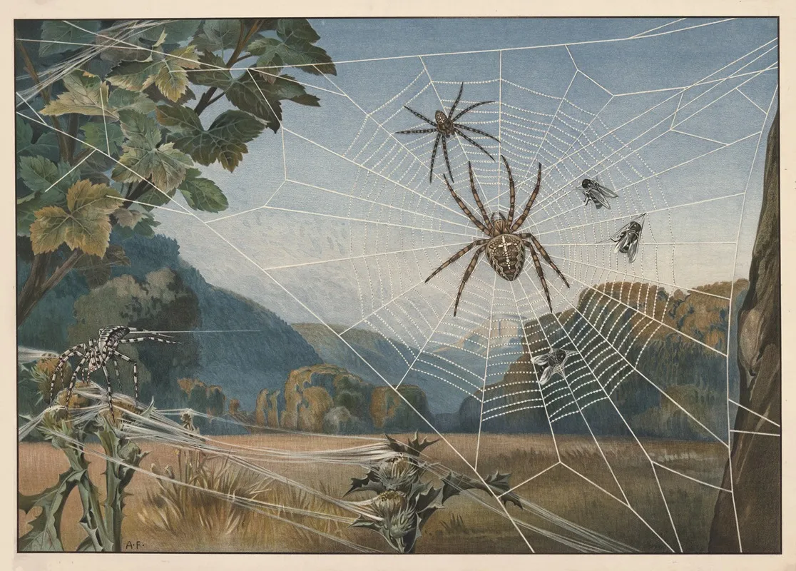 European Garden Spider Wall Art by Alfred Fiedler - High-Resolution Digital Print