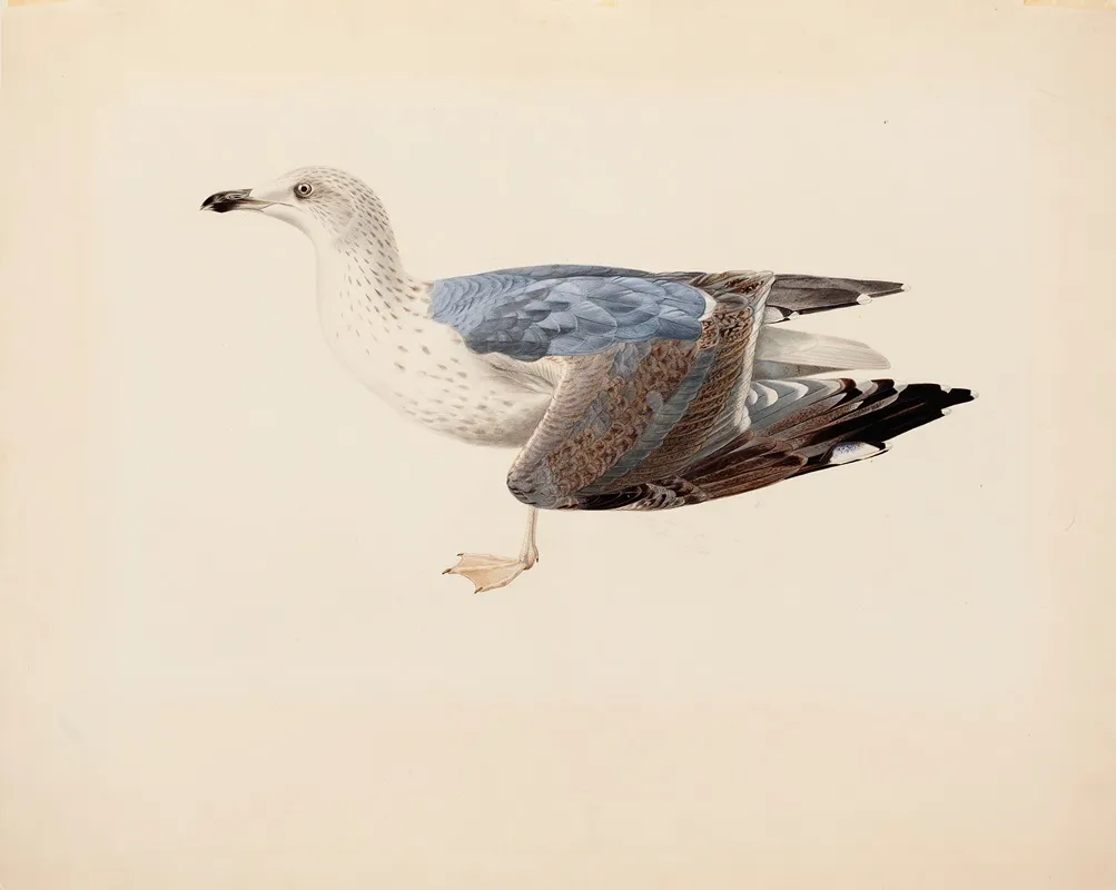European Herring Gull 2 Wall Art by Magnus Von Wright - High-Resolution Digital Print