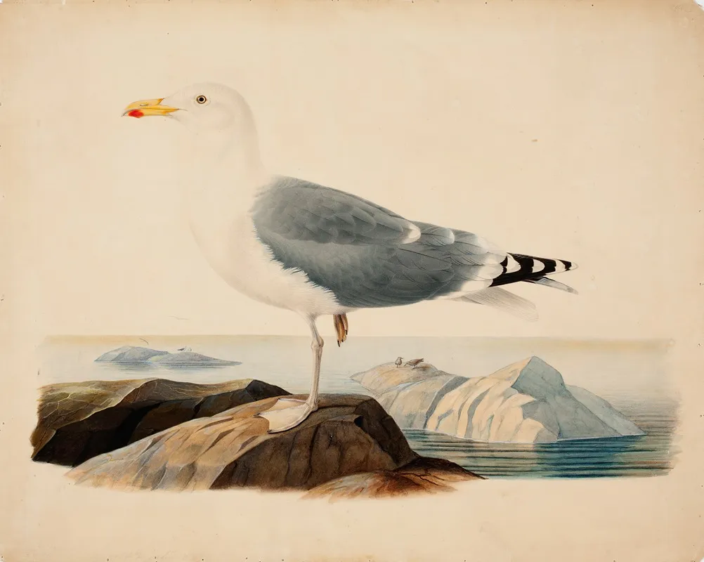 European Herring Gull Wall Art by Ferdinand von Wright - High-Resolution Digital Print