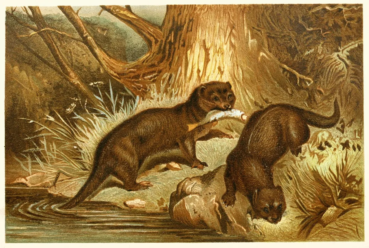 European Otter Wall Art by Anonymous - High-Resolution Digital Print