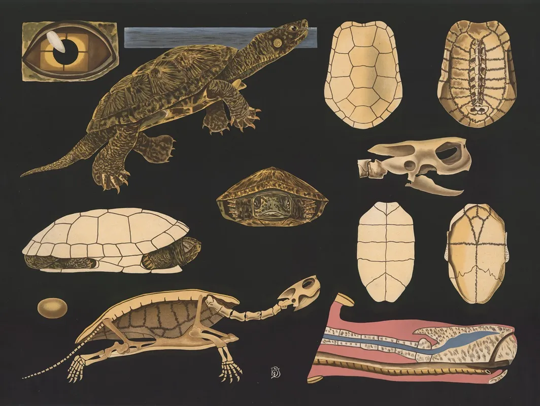 European Pond Turtle Emys Europaea Wall Art by Gottlieb von Koch - High-Resolution Digital Print