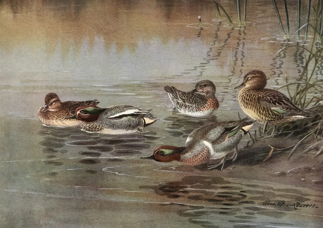 European Teal American Green Winged Teal Wall Art by Allan Brooks - High-Resolution Digital Print