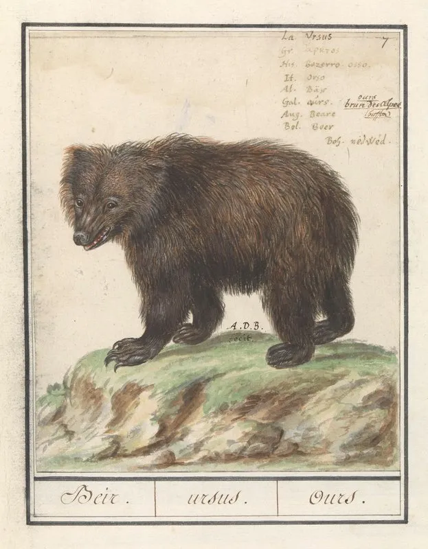 Europese Bruine Beer Ursus Arctos Arctos Beir Ursus Ours Wall Art by Anselmus Boëtius de Boodt - High-Resolution Digital Print