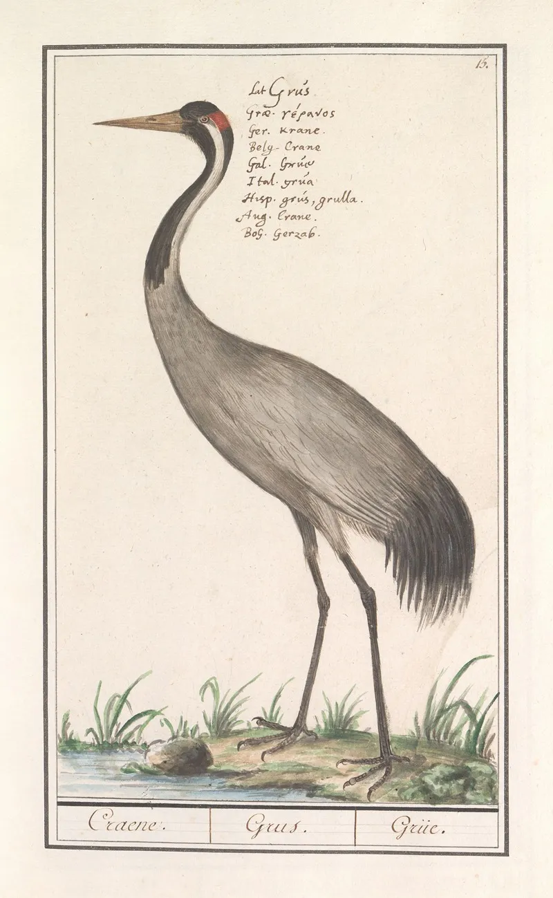 Europese Kraanvogel Grus Grus Wall Art by Anselmus Boëtius de Boodt - High-Resolution Digital Print