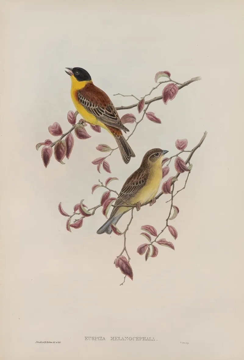 Euspiza Malanocephala Black Headed Bunting Wall Art by John Gould - High-Resolution Digital Print