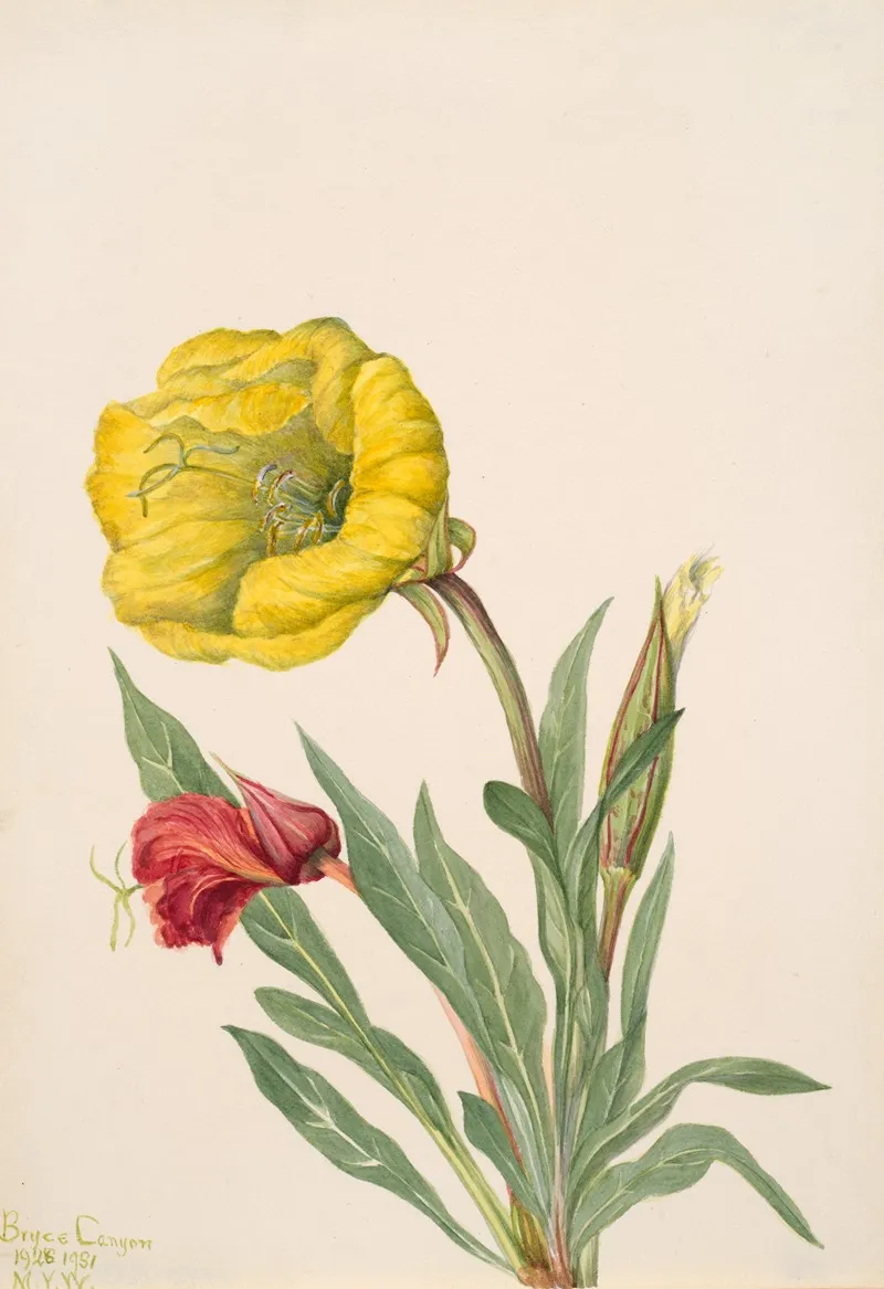 Evening Primrose Oenothera Howardi