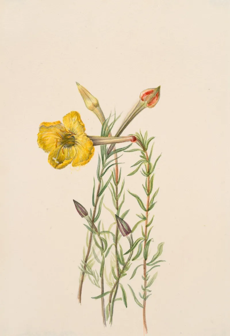 Evening Primrose Oenothera Lavandalaefolia