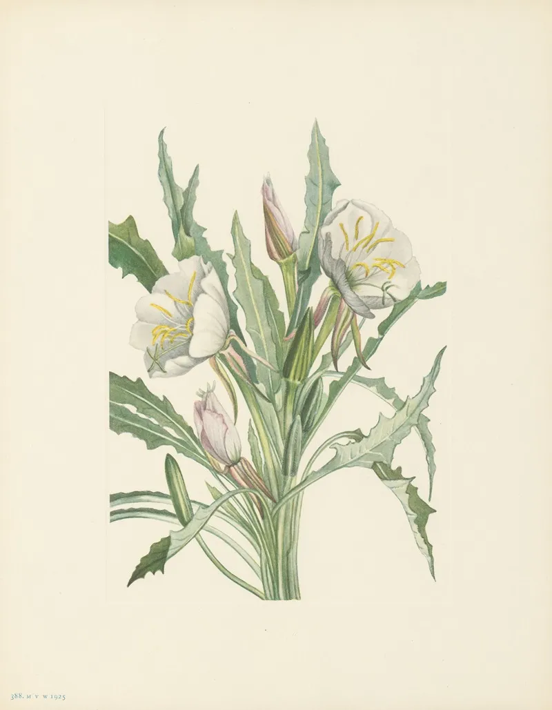 Evening Primrose Pachyloplus Hirsutus 2