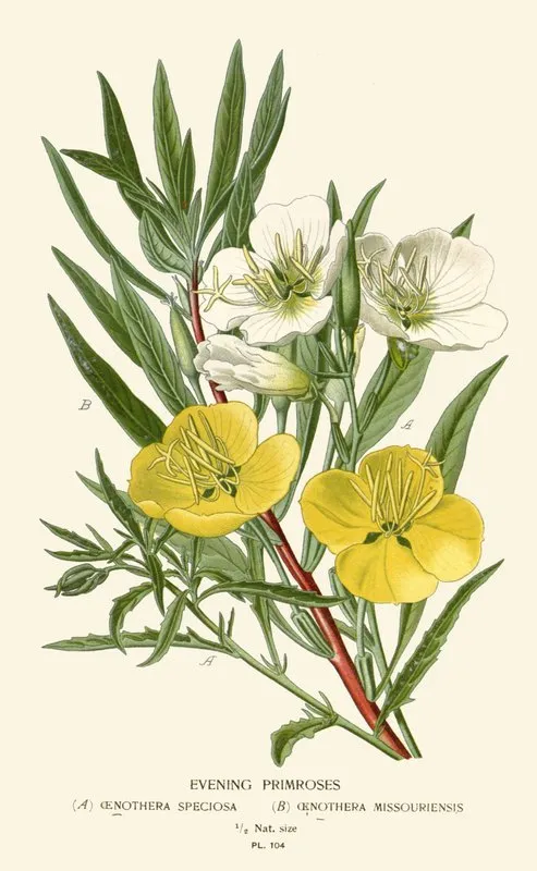 Evening Primroses Wall Art by Edward Step - High-Resolution Digital Print