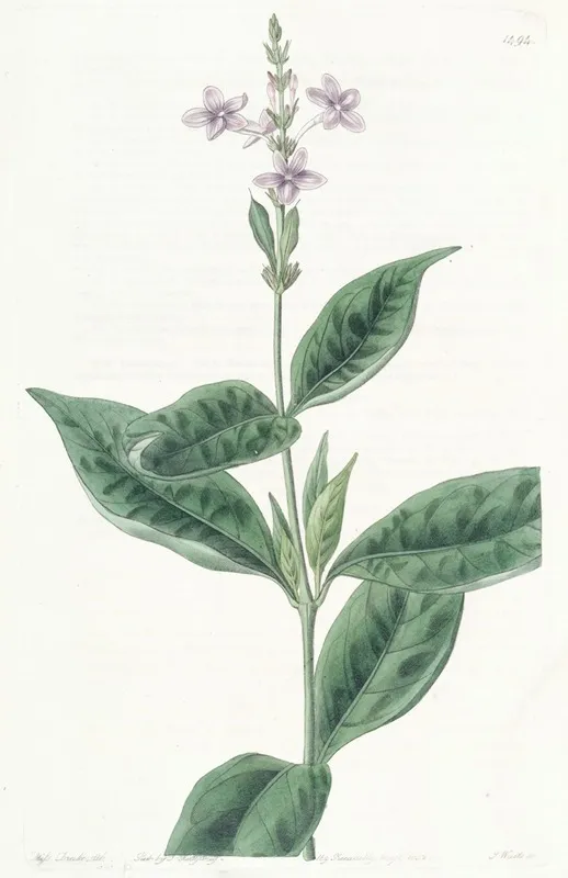 Ever Blowing Eranthemum Wall Art by Sydenham Edwards - High-Resolution Digital Print