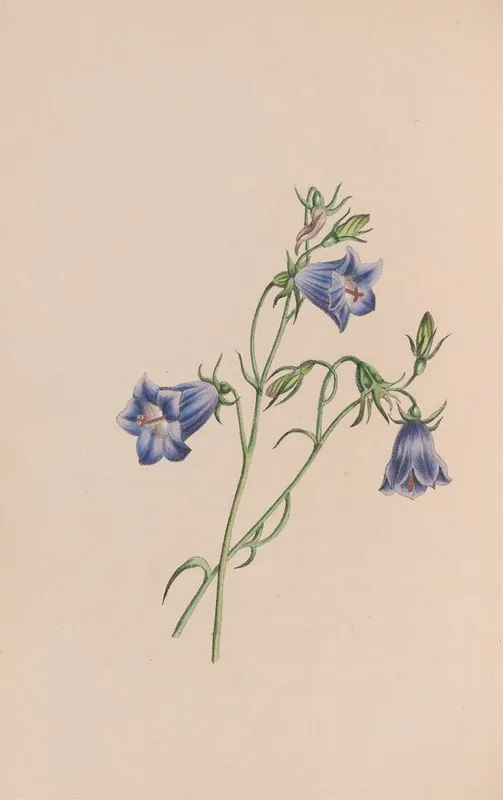 Everlasting Wall Art by John Stevens Henslow - High-Resolution Digital Print