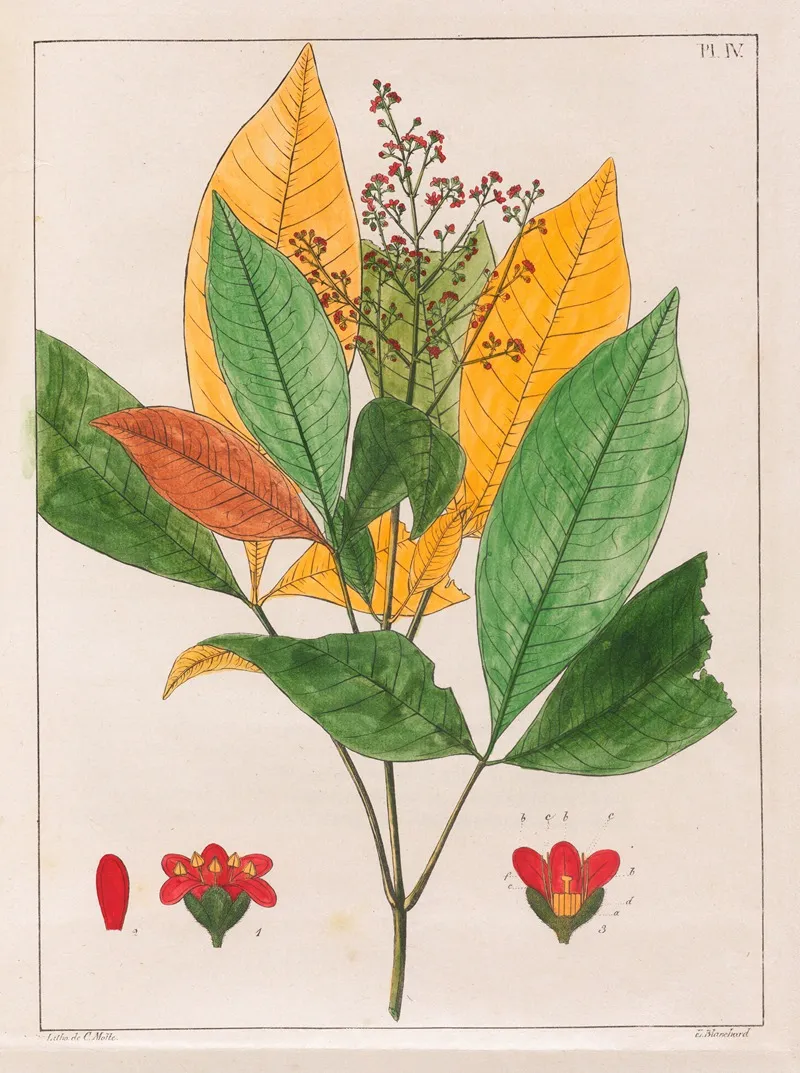 Evodia Febrifuga Wall Art by Auguste de Saint-Hilaire - High-Resolution Digital Print