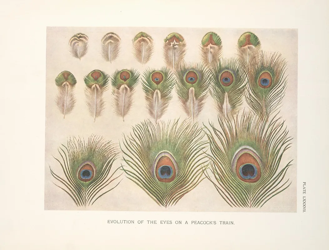Evolution Of The Eyes On A Peacocks Train 2 Wall Art by Henrik Gronvold - High-Resolution Digital Print