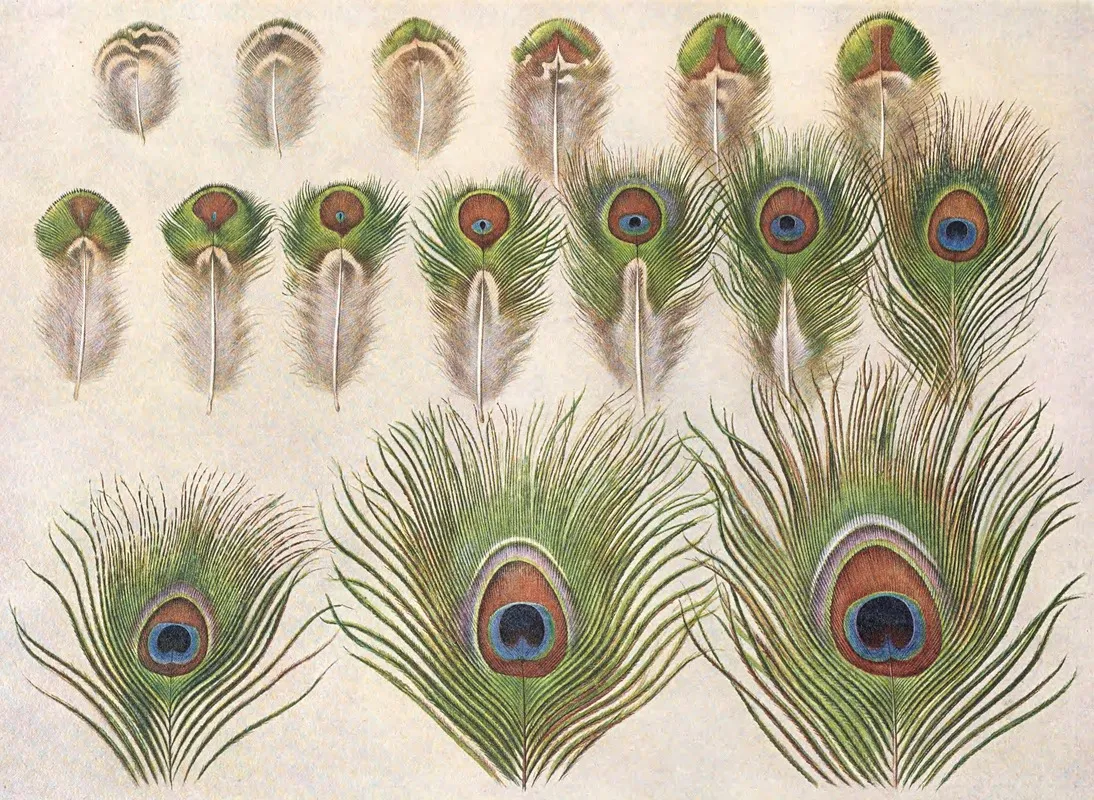 Evolution Of The Eyes On A Peacocks Train Wall Art by Henrik Gronvold - High-Resolution Digital Print