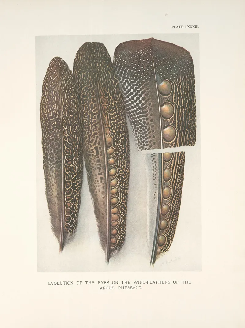 Evolution Of The Eyes On The Wing Feathers Of The Argus Pheasant Wall Art by Henrik Gronvold - High-Resolution Digital Print