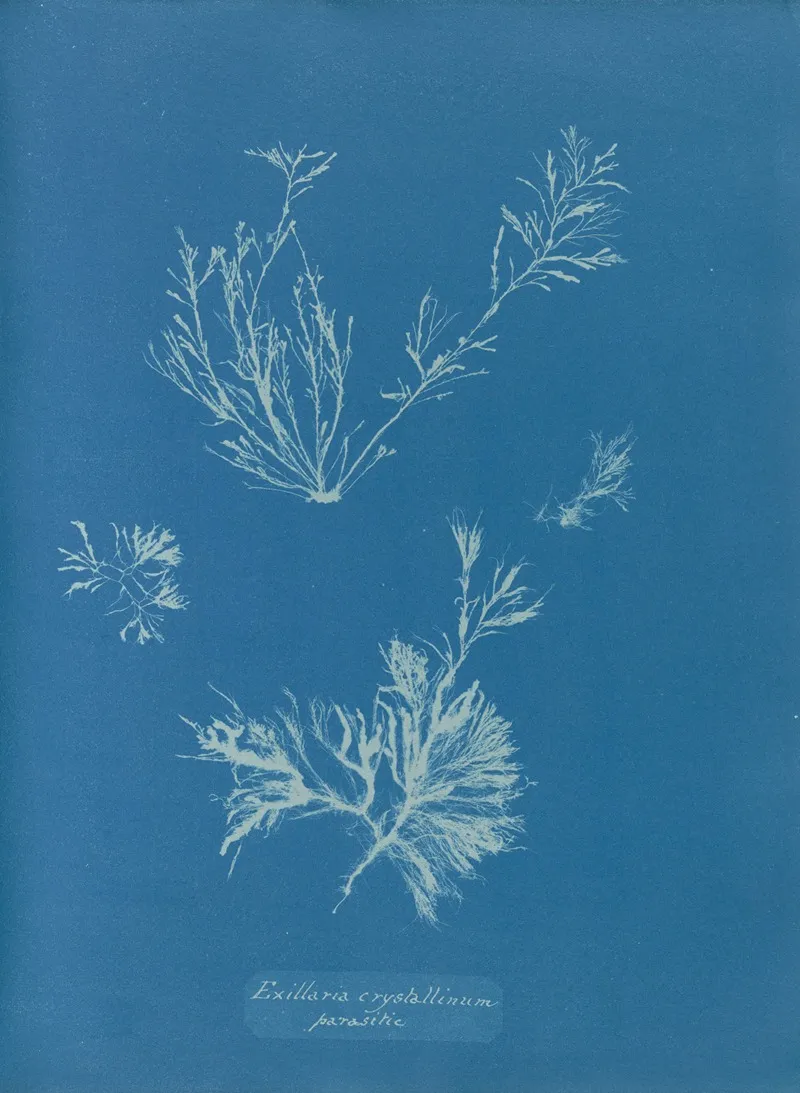 Exilaria Crystallinum Parasitic Wall Art by Anna Atkins - High-Resolution Digital Print