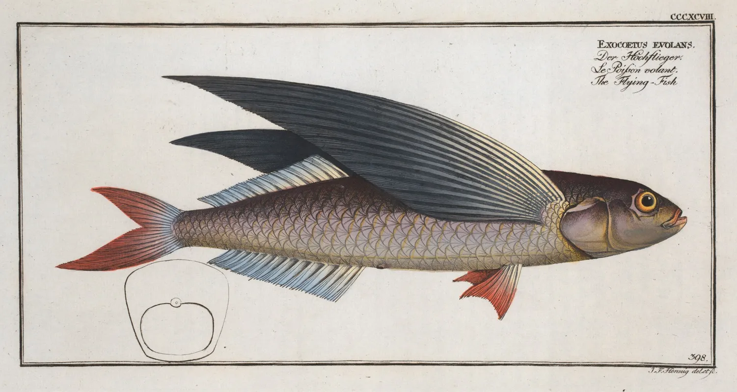 Exocoetus Evolans The Flying Fish Wall Art by Marcus Elieser Bloch - High-Resolution Digital Print