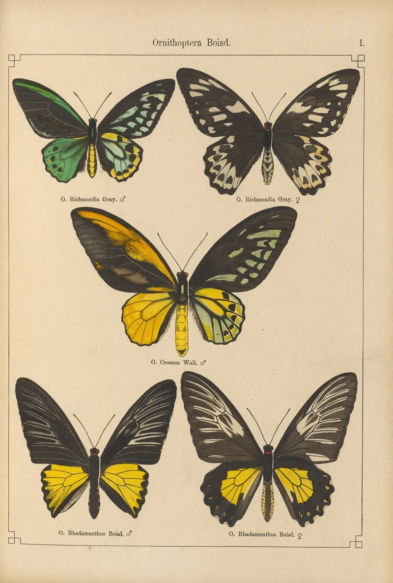 Exotische Schmetterlinge Pl 001 Wall Art by Otto Staudinger - High-Resolution Digital Print