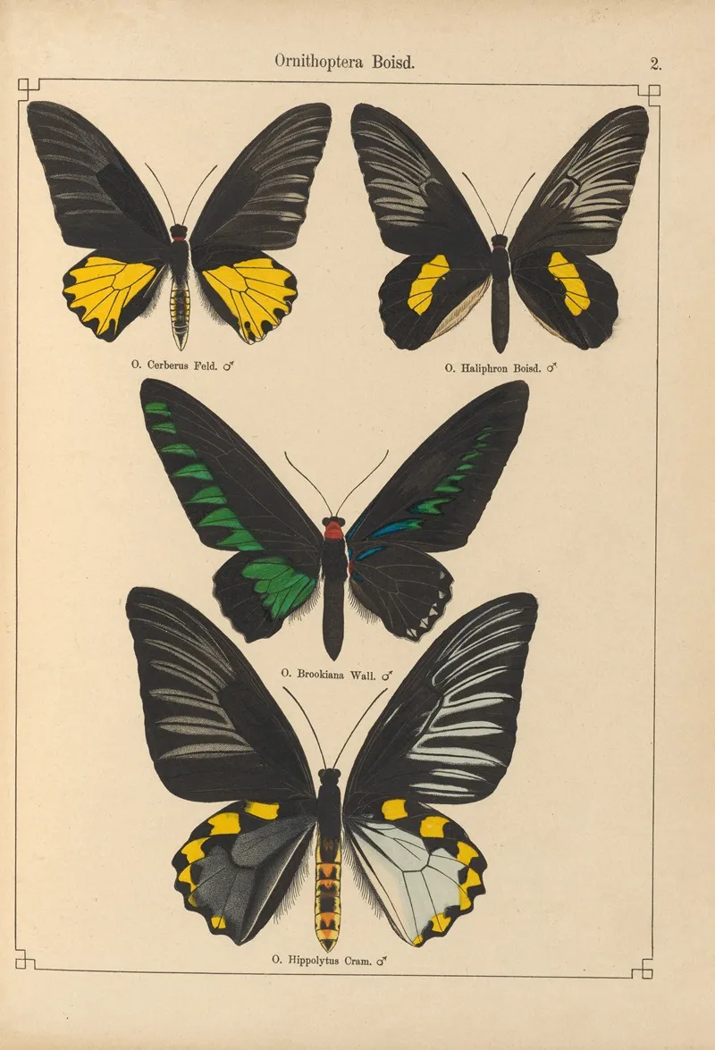 Exotische Schmetterlinge Pl 002 Wall Art by Otto Staudinger - High-Resolution Digital Print