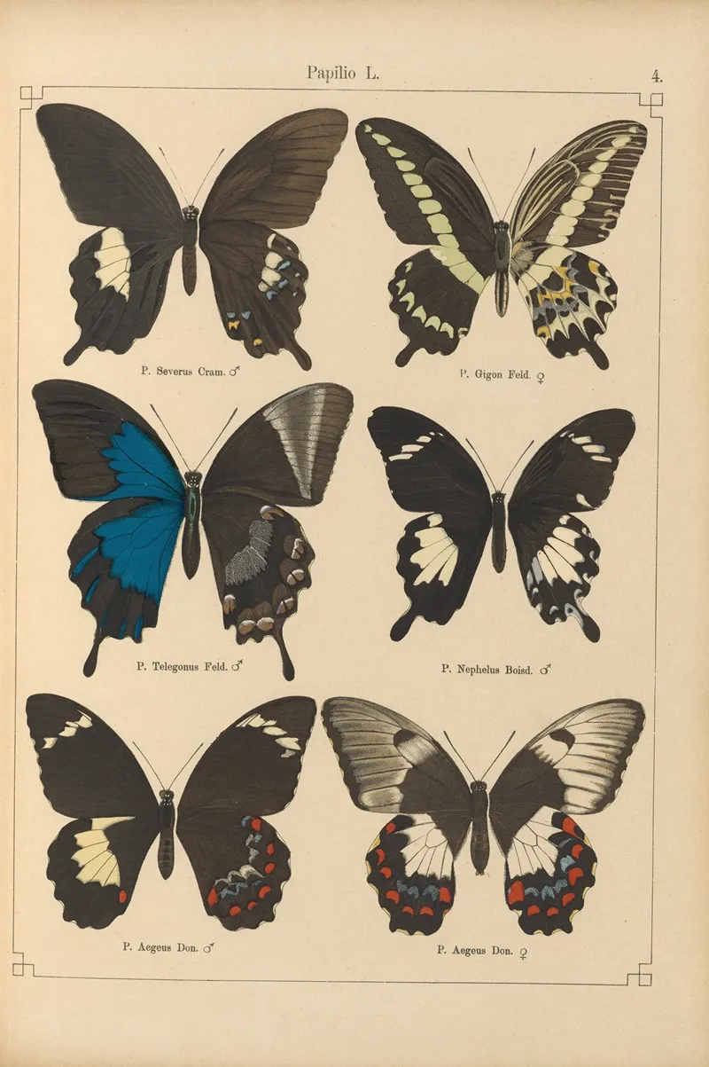 Exotische Schmetterlinge Pl 004 Wall Art by Otto Staudinger - High-Resolution Digital Print