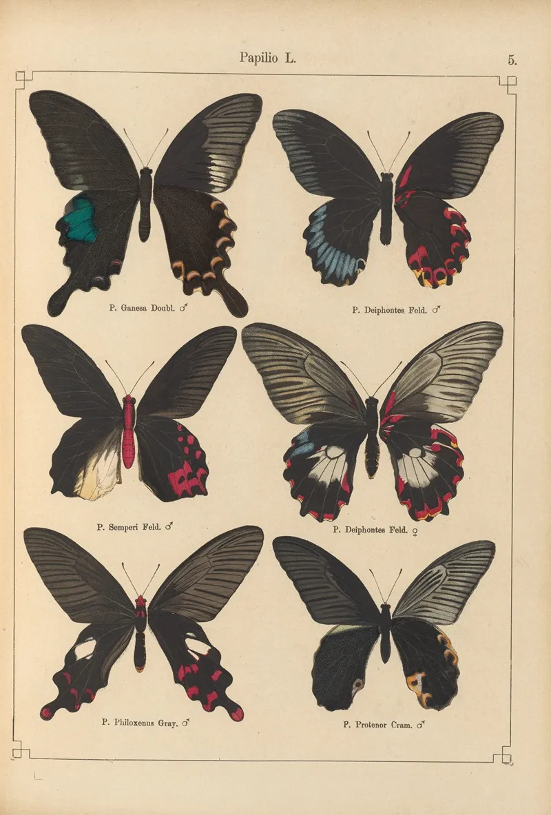 Exotische Schmetterlinge Pl 005 Wall Art by Otto Staudinger - High-Resolution Digital Print