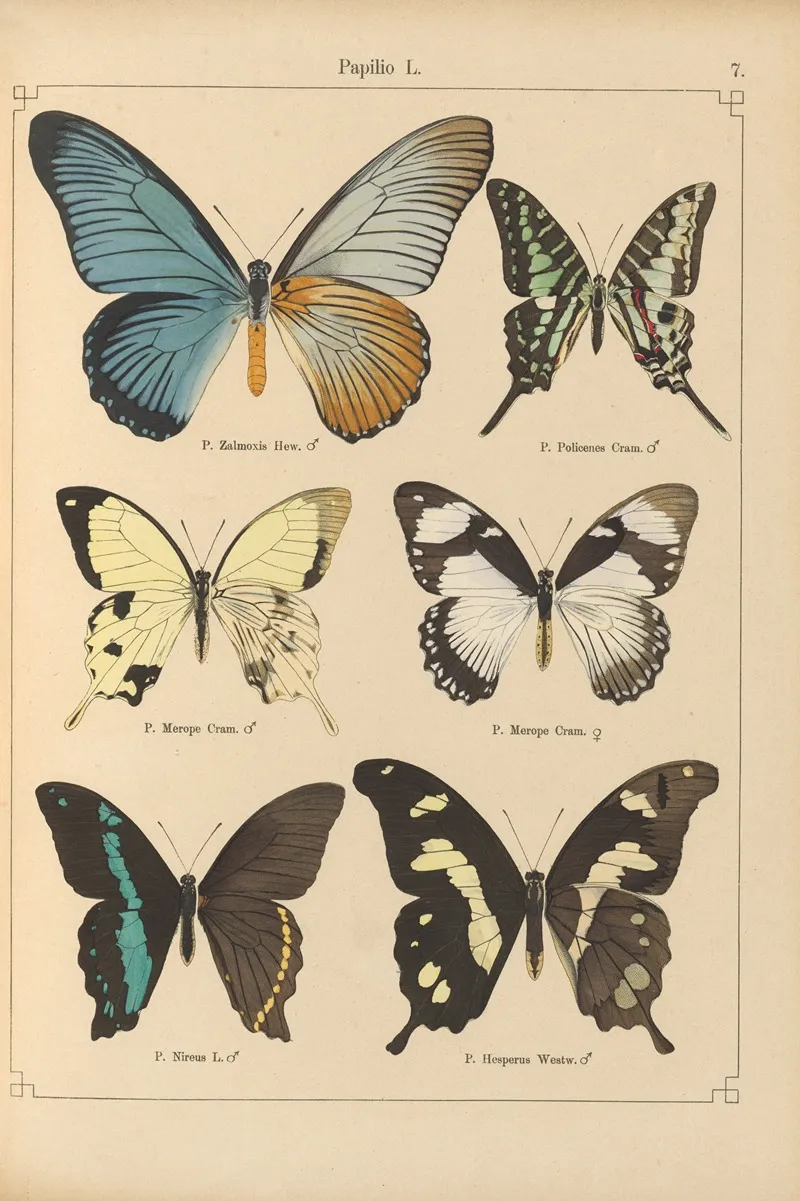 Exotische Schmetterlinge Pl 007 Wall Art by Otto Staudinger - High-Resolution Digital Print