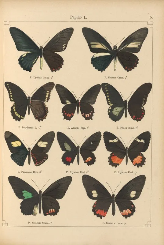 Exotische Schmetterlinge Pl 008 Wall Art by Otto Staudinger - High-Resolution Digital Print