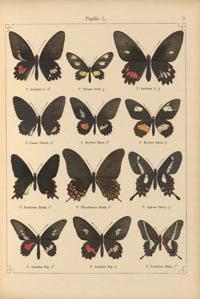 Exotische Schmetterlinge Pl 009 Wall Art by Otto Staudinger - High-Resolution Digital Print