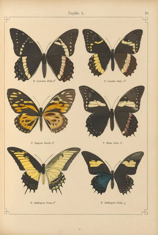 Exotische Schmetterlinge Pl 010 Wall Art by Otto Staudinger - High-Resolution Digital Print